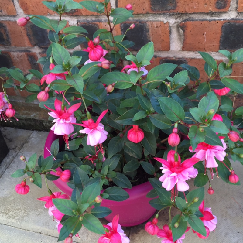 Fuchsia 'Beacon'