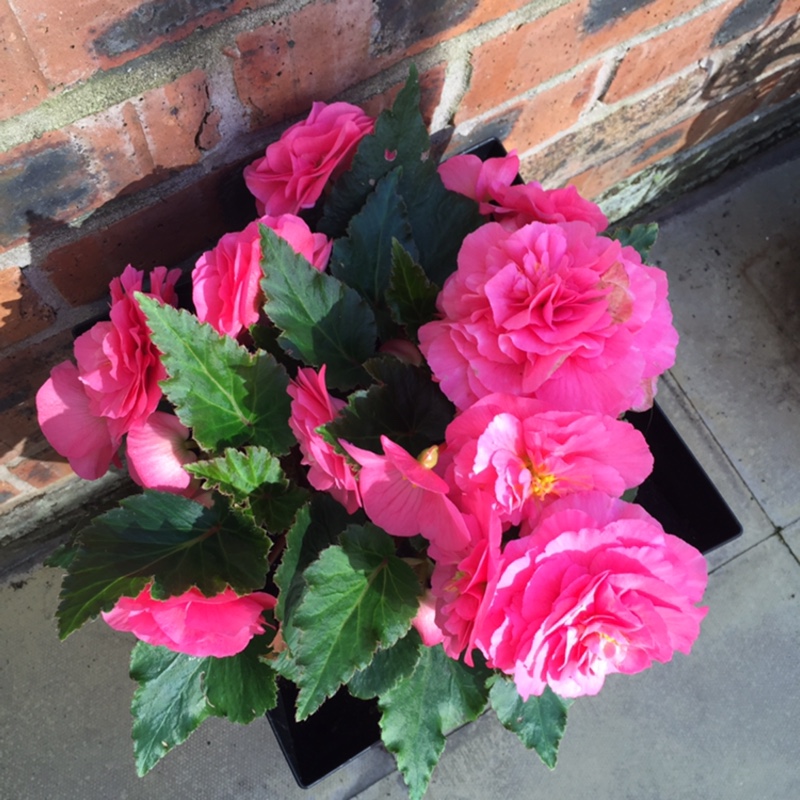 Tuberous Begonia 'Nonstop Mix'