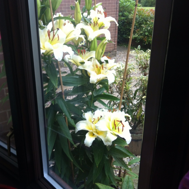 Daylily 'Catherine Woodbery'