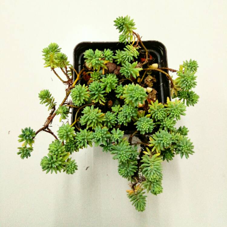 Plant image Sedum hispanicum