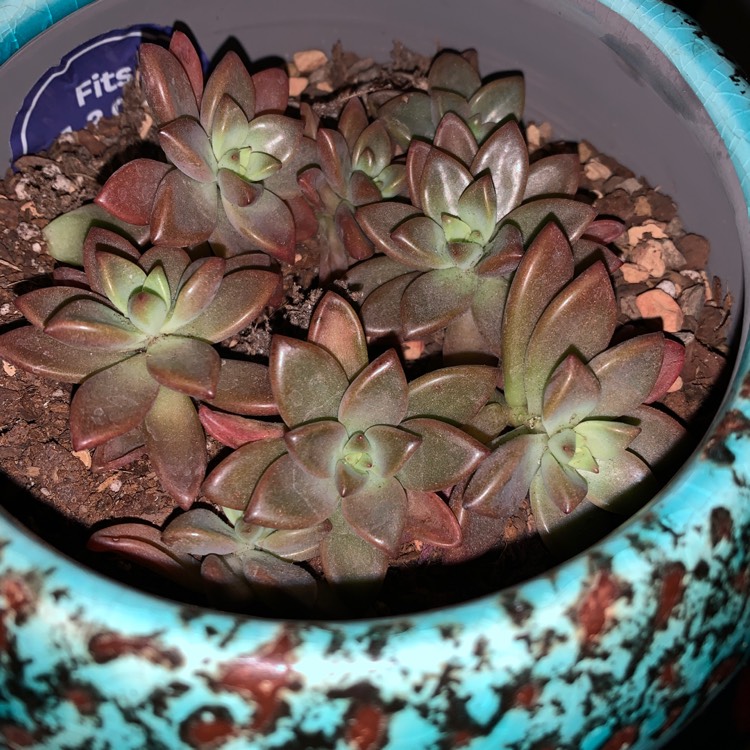 Plant image Graptoveria Vera Higgins