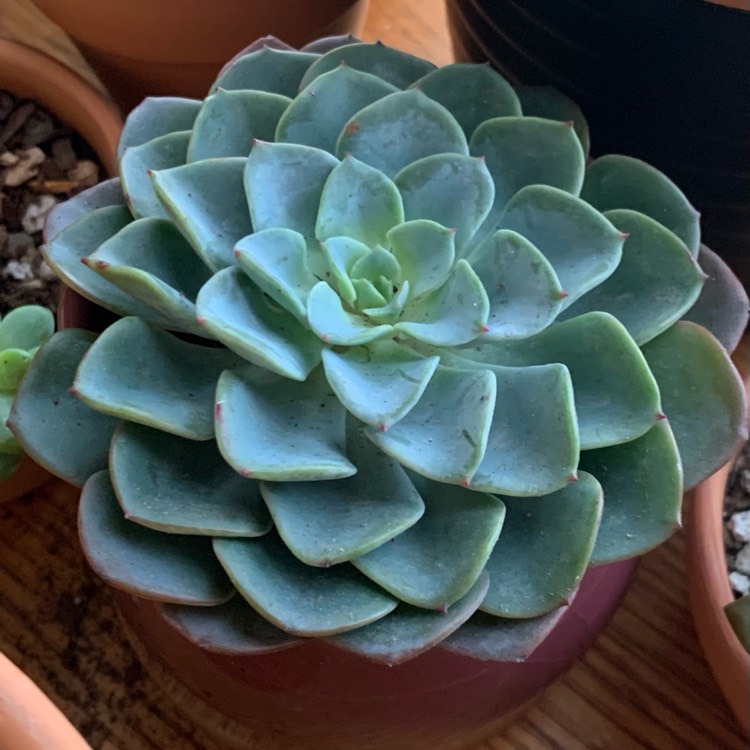 Plant image Echeveria Galaxy Blue