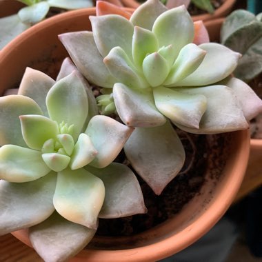 Echeveria 'Ghost 61'