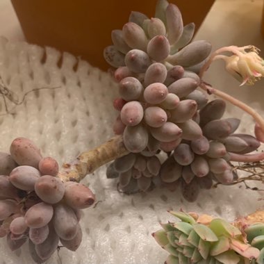 Pachyphytum 'Machucae'