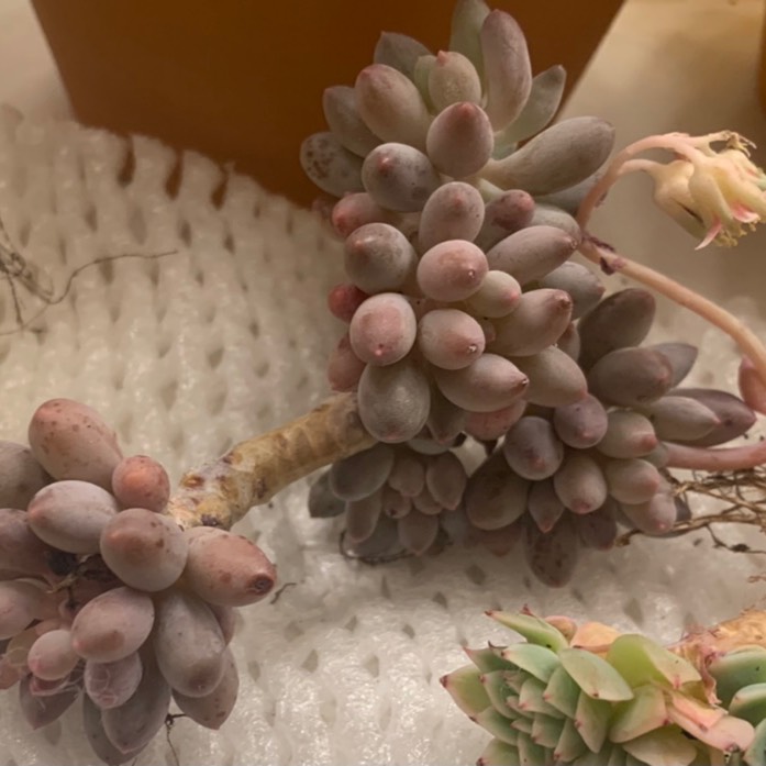 Plant image Pachyphytum machucae