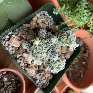 Thimble Cactus 'Gracilis'