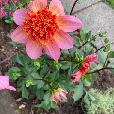 Dahlia 'Totally Tangerine' (Anemone-flowered)