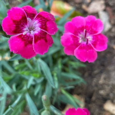 Alpine Pink