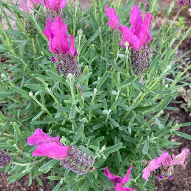 Lavender (Species) Lavender stoechas