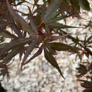 Japanese Maple 'Atropurpureum'