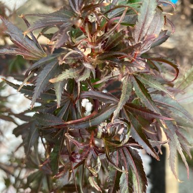 Japanese Maple 'Atropurpureum'