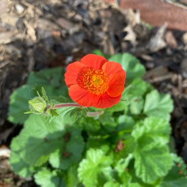 Avens Coccineum 'Cooky'