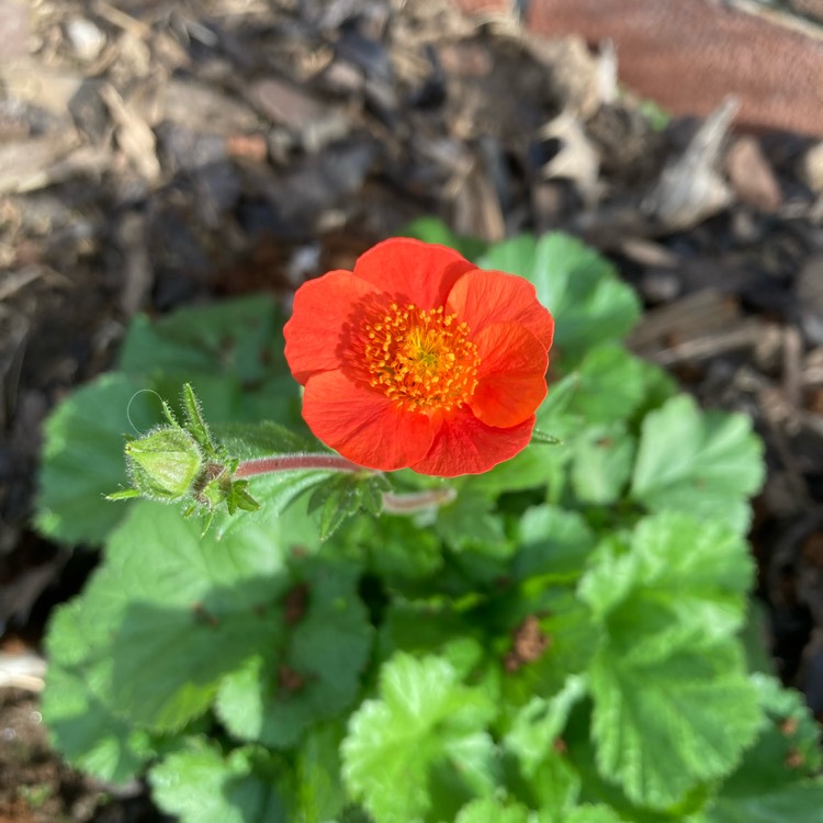 Plant image Geum Coccineum 'Cooky'