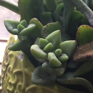 Crassula 'Tom Thumb'