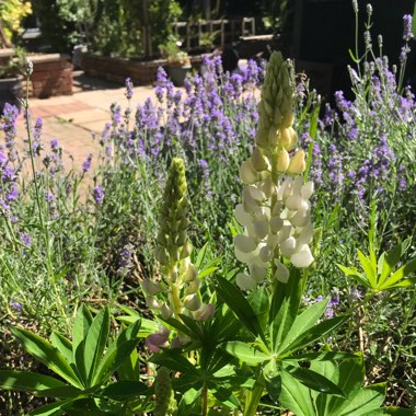 Lupinus