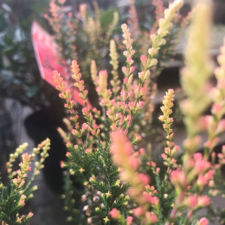 Plant image Calluna vulgaris 'Forest Fire'