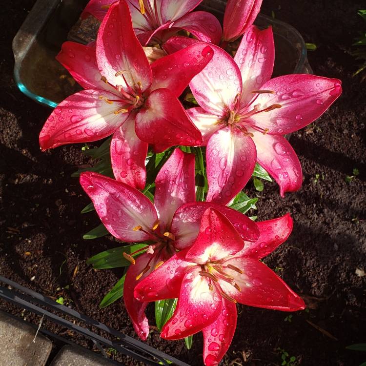 Plant image Lilium 'Tiny Diamond'