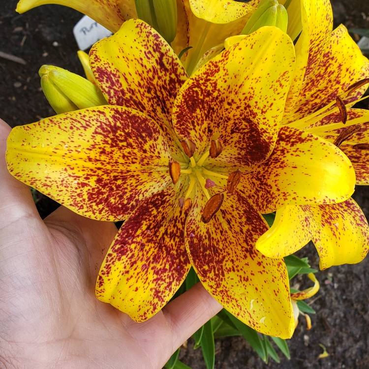 Plant image Lilium 'Tiny Nugget'