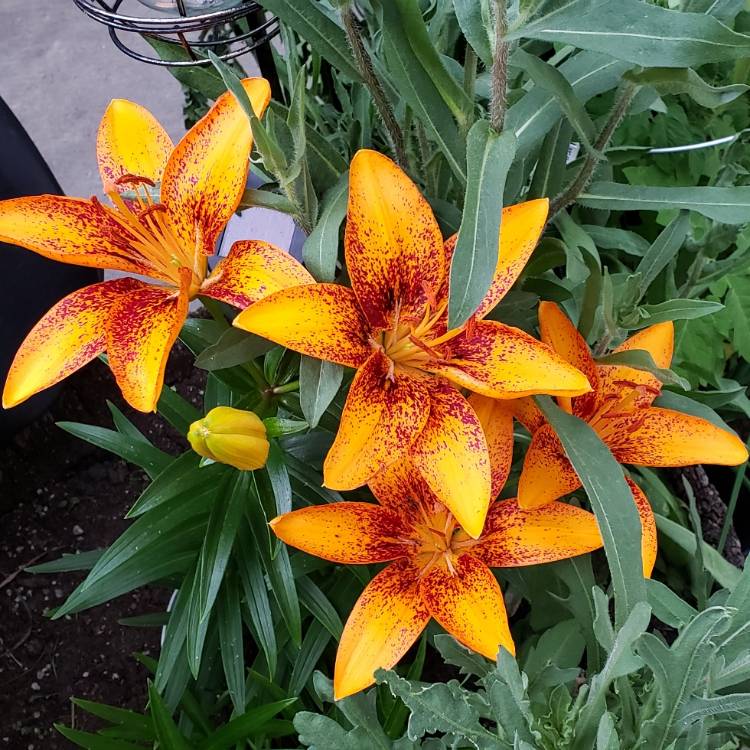 Plant image Lilium 'Tiny Orange Sensation'