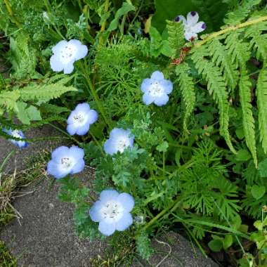 Nemophila menziesii