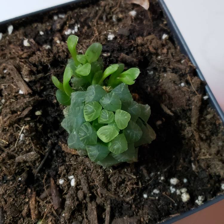 Plant image Haworthia cooperi Var. 'Cooperi'