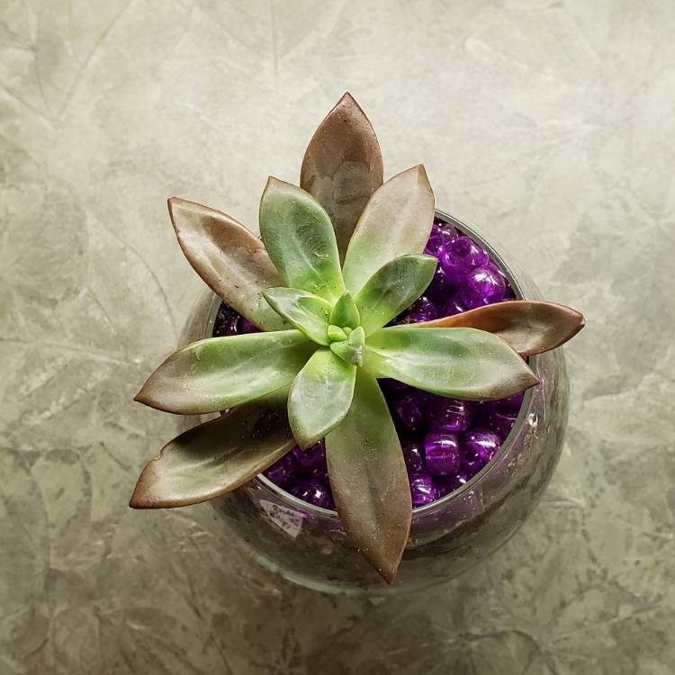 Plant image Echeveria Hybrid ‘Red Licorice'