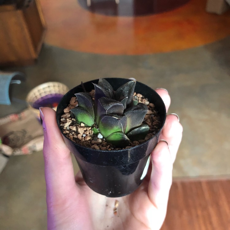 Plant image Haworthia hybrid cooperi var. venusta x 'Chocolate'