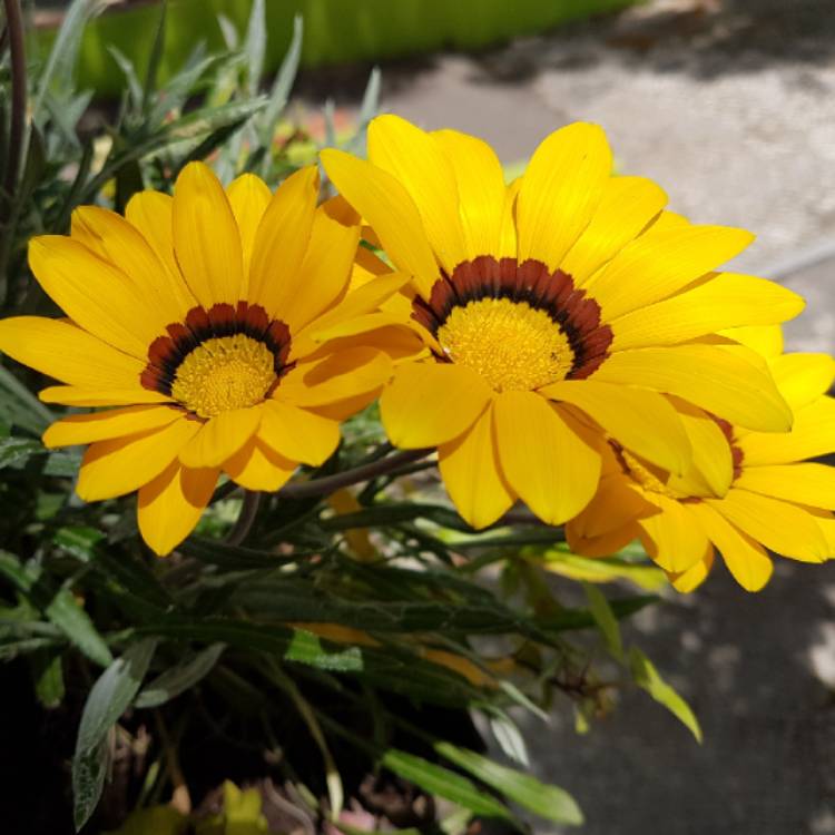 Plant image Gazania splendens 'Kiss Yellow'