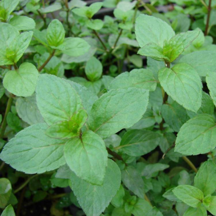 Plant image Mentha spicata var. crispa 'Moroccan'