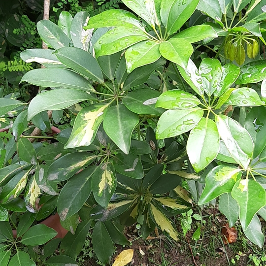 Schefflera arboricola 'Moondrop', Dwarf Umbrella Tree 'Moondrop ...