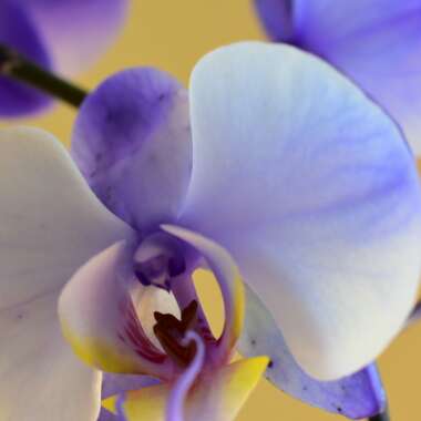 Moth Orchid