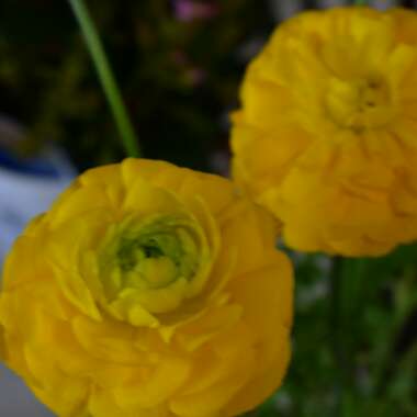 Double Meadow Buttercup 'Flore Pleno'