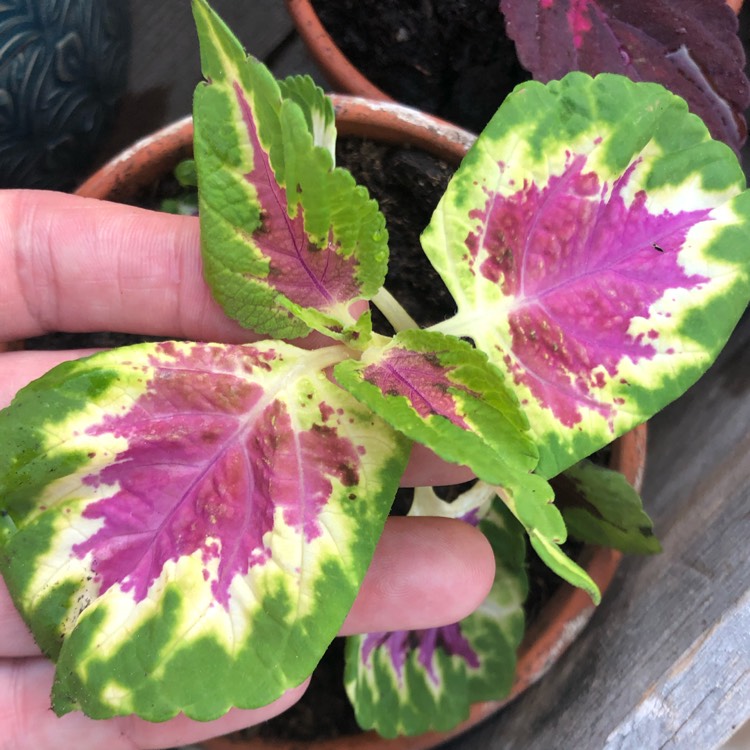 Plant image Plectranthus scutellarioides 'Rainbow Colour Pride'