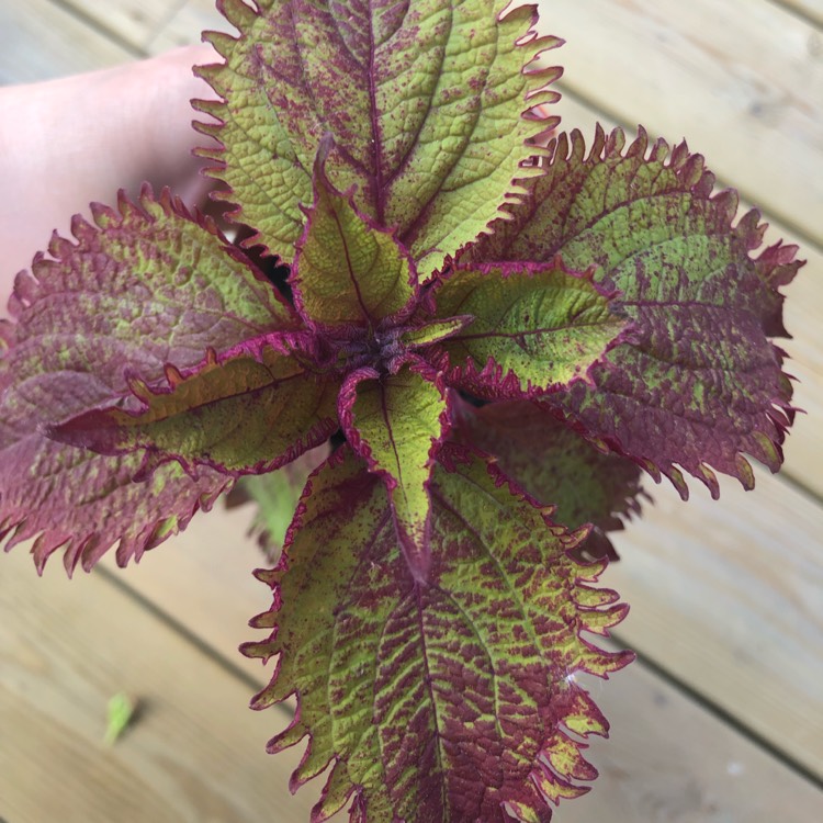 Plant image Plectranthus scutellarioides 'Balcenna' syn. Plectranthus scutellarioides 'Henna'