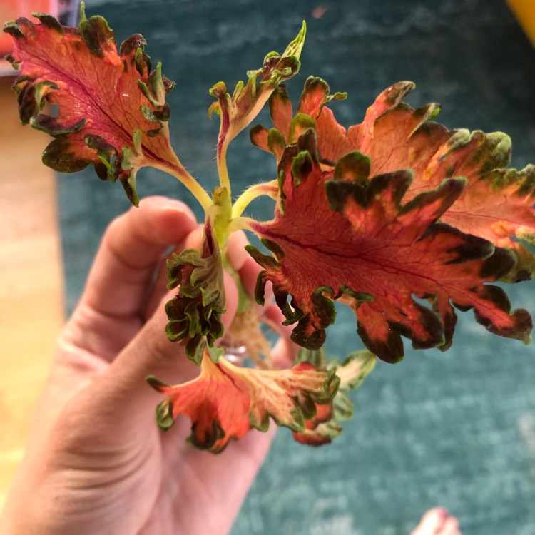 Plant image Plectranthus scutellarioides 'Ruffles Copper'