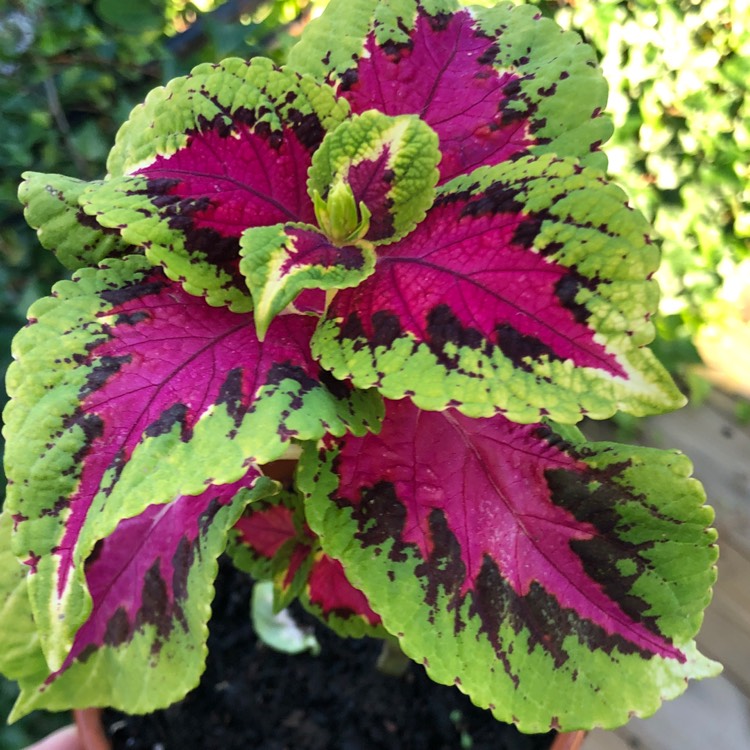 Plant image Plectranthus scutellarioides 'Rainbow Colour Pride'