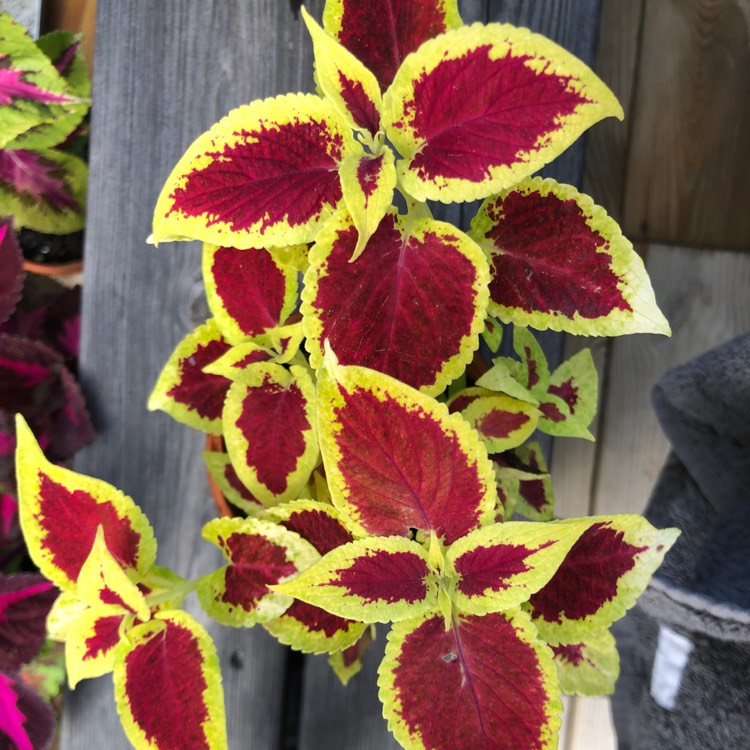 Plant image Solenostemon scutellarioides 'Pas2028' (Wizard Series) syn. Solenostemon scutellarioides 'Wizard Scarlet'