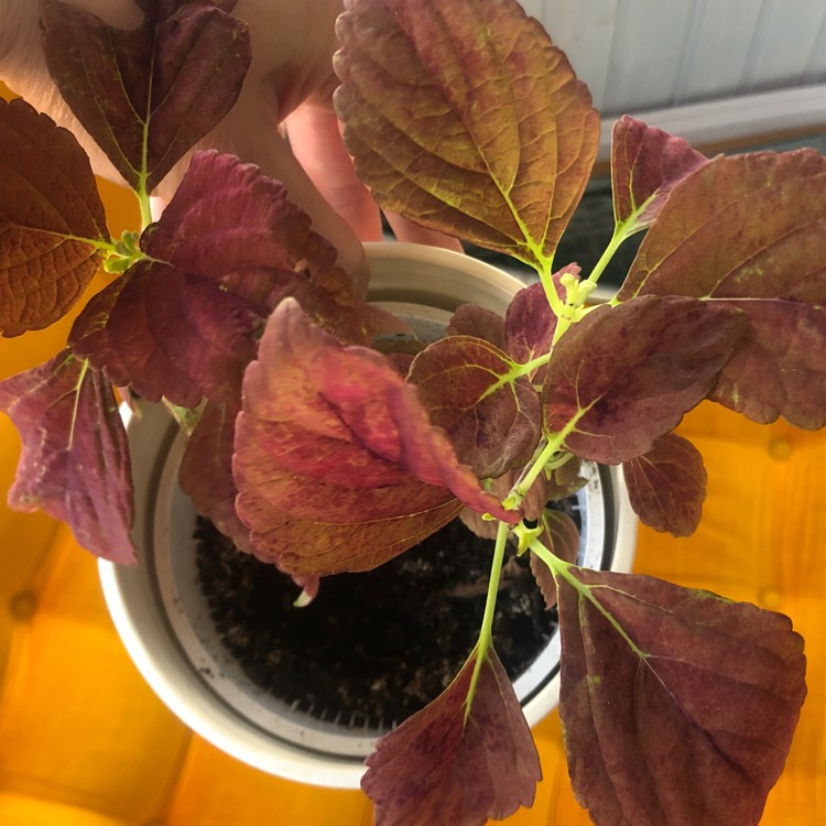 Plant image Plectranthus scutellarioides 'Alabama Sunset'