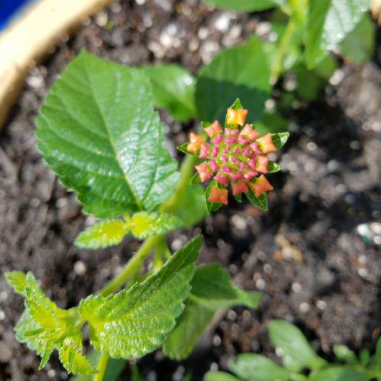 Plant image Lantana camara 'Miss Huff'