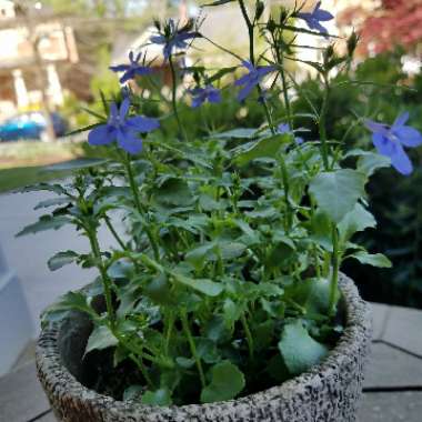 Lobelia erinus 'Bella Aqua'