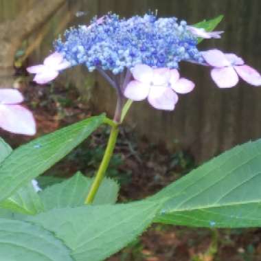 Hydrangea 'Blaumeise' (Teller Series)