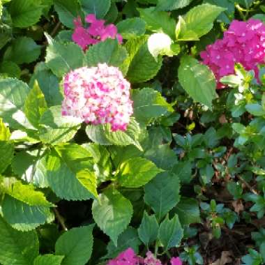 Hydrangea 'Altona'