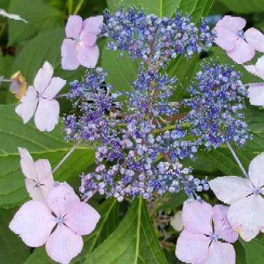 Hydrangea 'Blaumeise' (Teller Series)