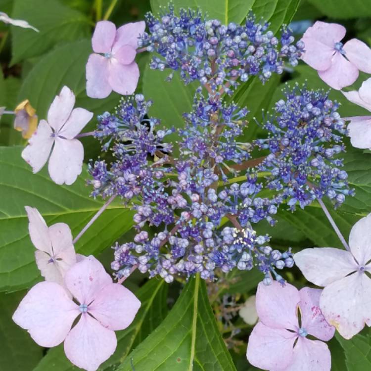 Plant image Hydrangea macrophylla 'Blaumeise'