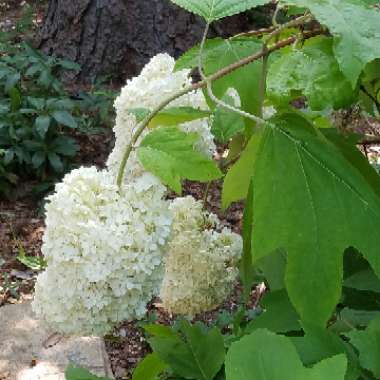 Hydrangea 'Blushing Bride'