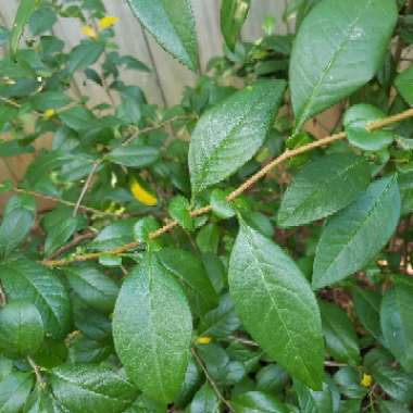 Japanese Quince 'Sargentii'