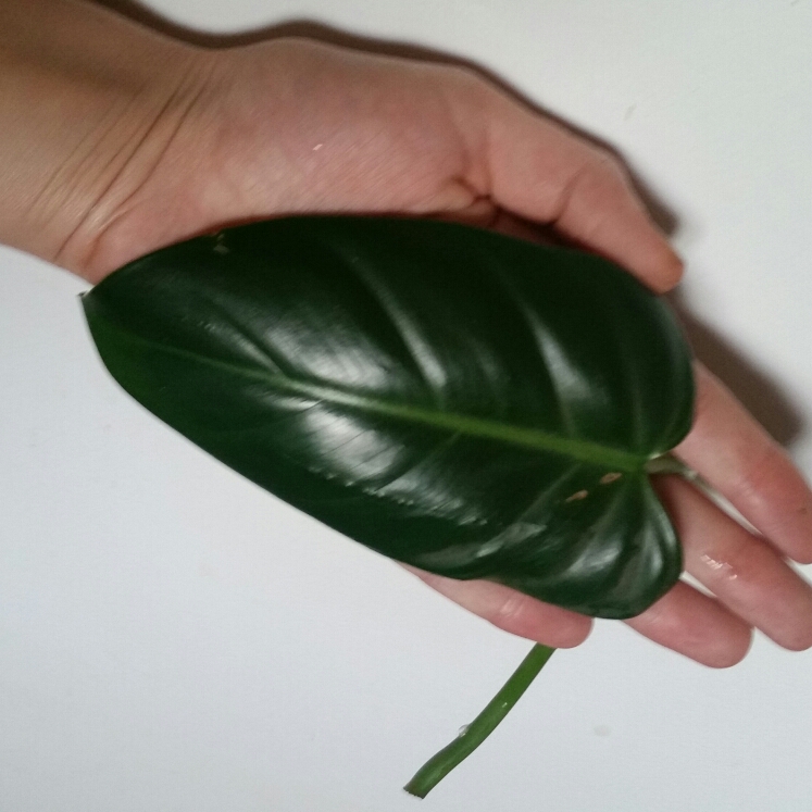 Plant image Philodendron erubescens 'Red Emerald'