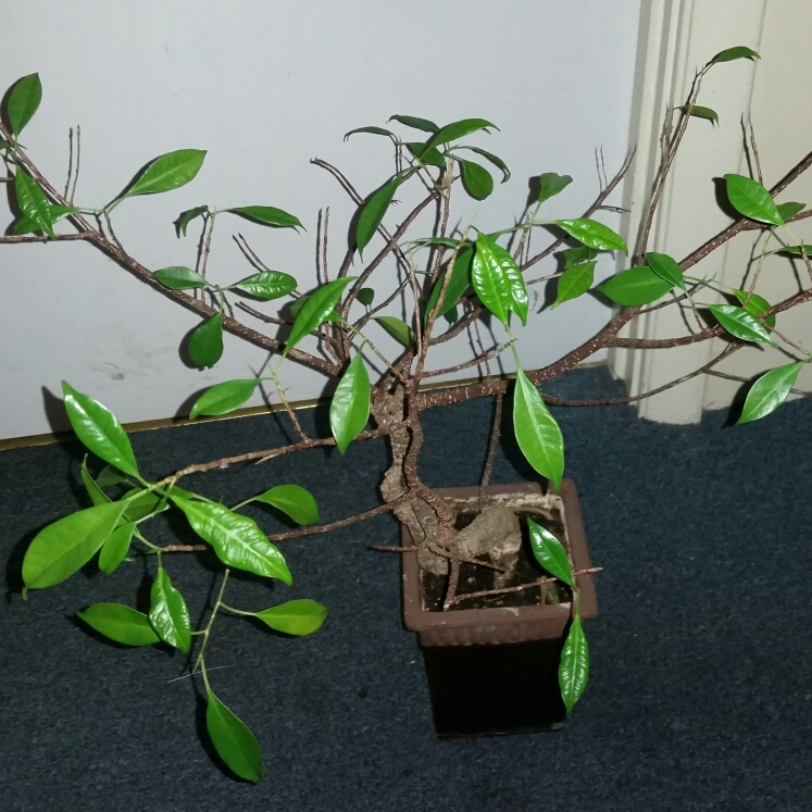 Plant image Ficus formosana (Bonsai)