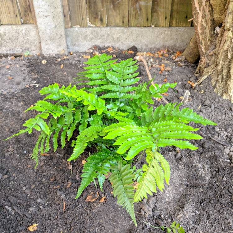 Plant image Dryopteris atrata cycadina