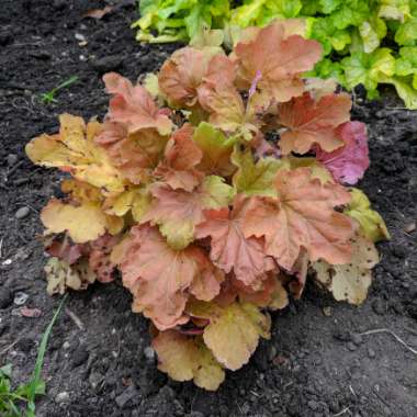 Heuchera 'Caramel'